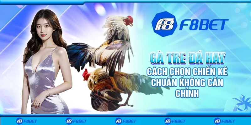 Gà tre đá hay - Cách chọn chiến kê chuẩn không cần chỉnh