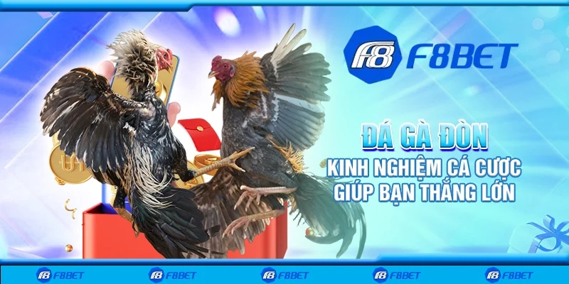Đá gà đòn – Kinh nghiệm cá cược giúp bạn thắng lớn