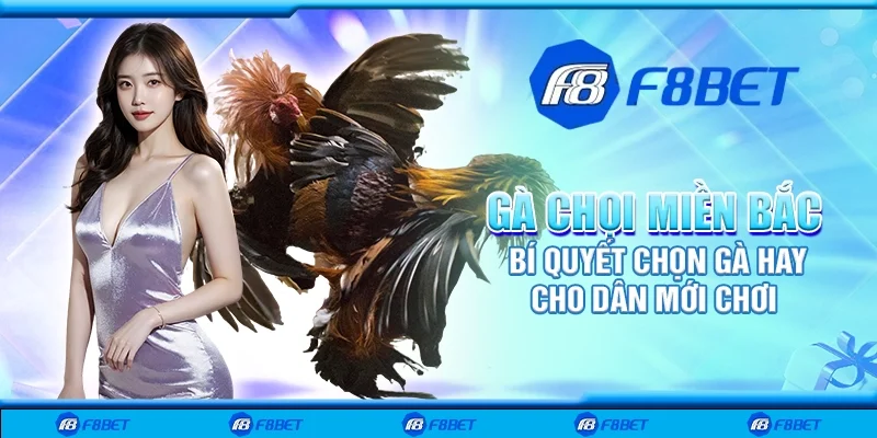 Gà chọi miền Bắc - Bí quyết chọn gà hay cho dân mới chơi