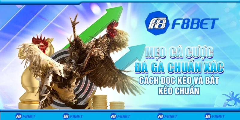 Mẹo cá cược đá gà chuẩn xác - Cách đọc kèo và bắt kèo chuẩn