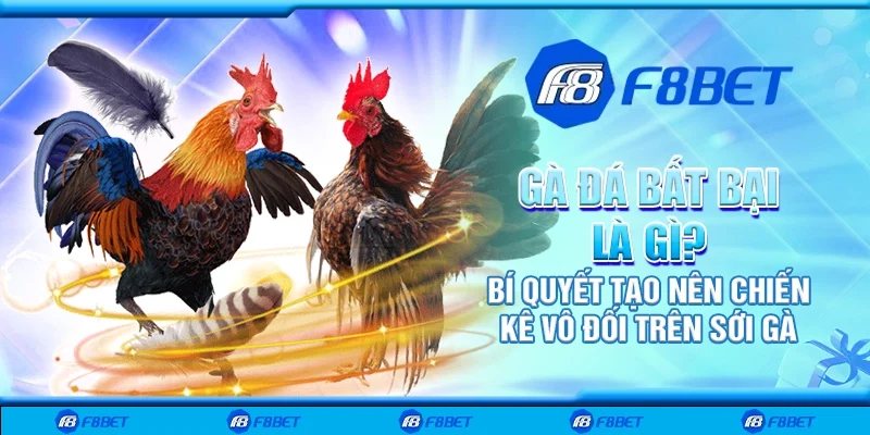 Gà đá bất bại là gì? Bí quyết tạo nên chiến kê vô đối trên sới gà