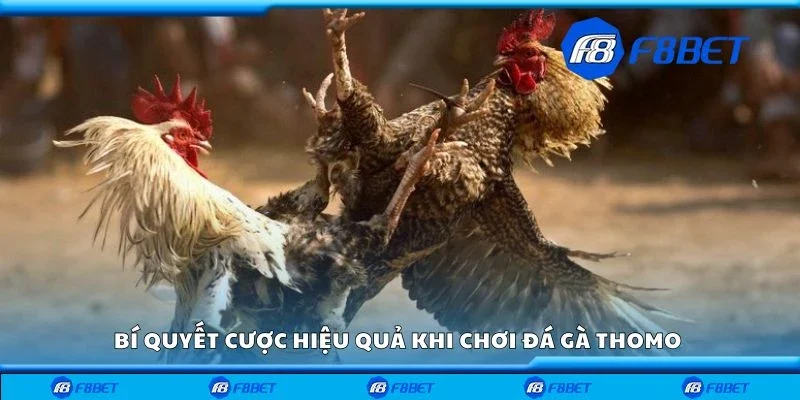 Bí quyết cược hiệu quả khi chơi đá gà thomo 