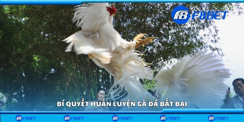 Bí quyết huấn luyện gà đá bất bại