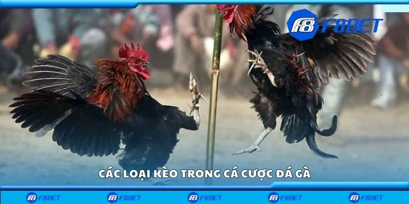 Các loại kèo trong cá cược đá gà