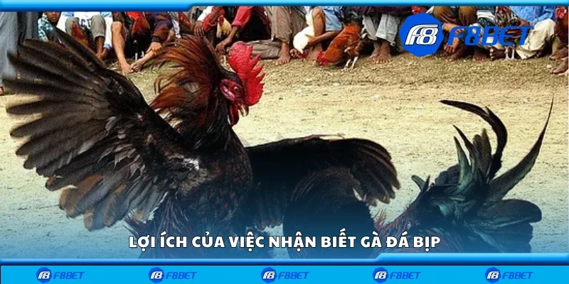 Các lợi ích của việc nhận biết gà đá bịp