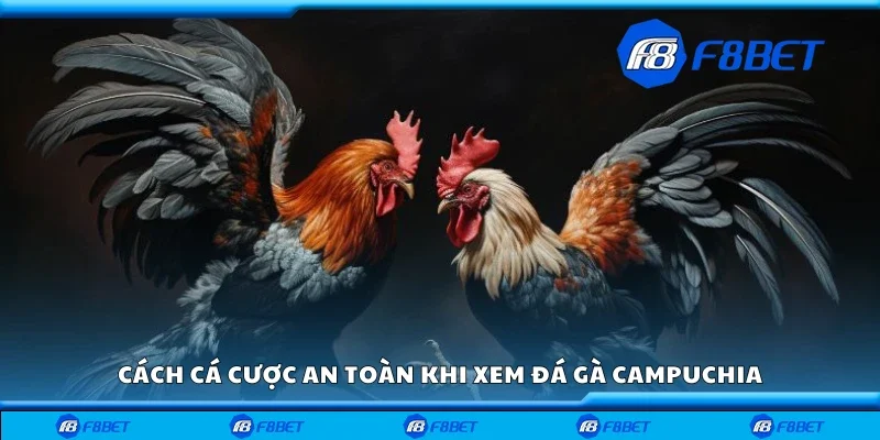 Cách cá cược an toàn khi xem đá gà Campuchia
