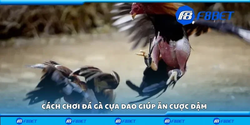 Cách chơi đá gà cựa dao giúp ăn cược đậm 
