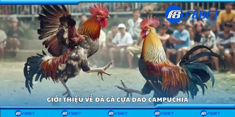 Giới thiệu về đá gà cựa dao Campuchia