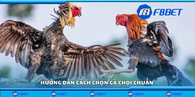 Hướng dẫn cách chọn gà chọi chuẩn 