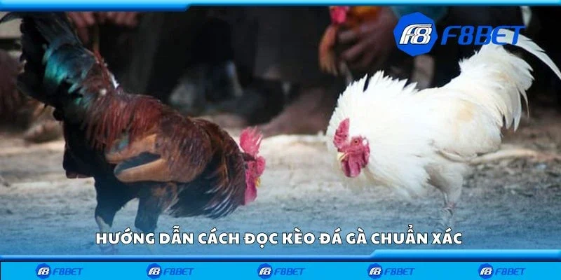 Hướng dẫn cách đọc kèo đá gà chuẩn xác 
