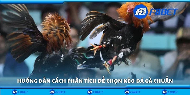 Hướng dẫn cách phân tích để chọn kèo đá gà chuẩn