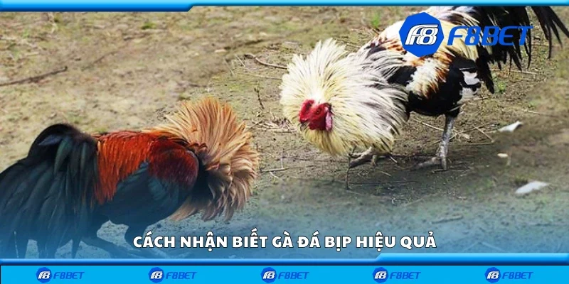 Hướng dẫn nhận biết gà đá bịp hiệu quả