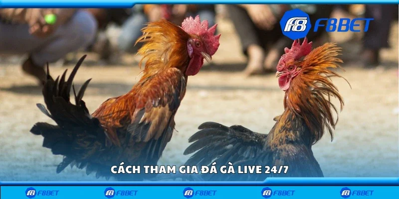 Hướng dẫn tham gia đá gà live 24/7