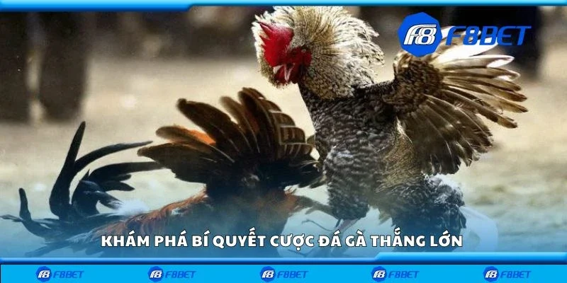 Khám phá bí quyết cược đá gà thắng lớn 