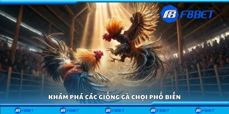 Khám phá các giống gà chọi phổ biến