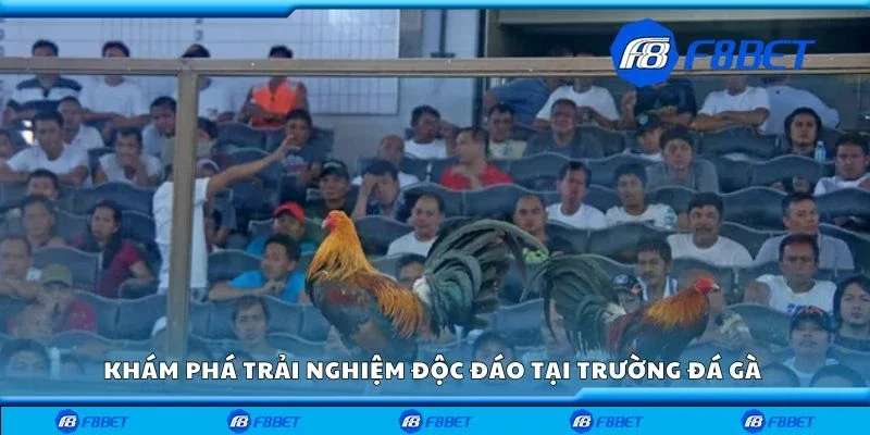 Khám phá trải nghiệm độc đáo tại trường đá gà