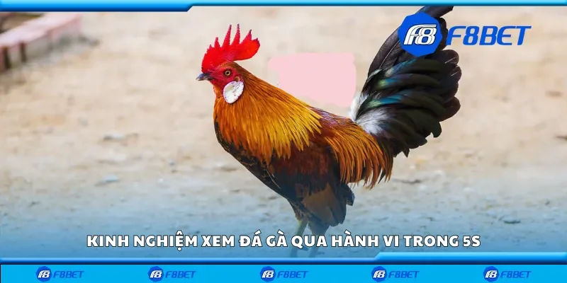 Kinh nghiệm xem đá gà qua hành vi trong 5s