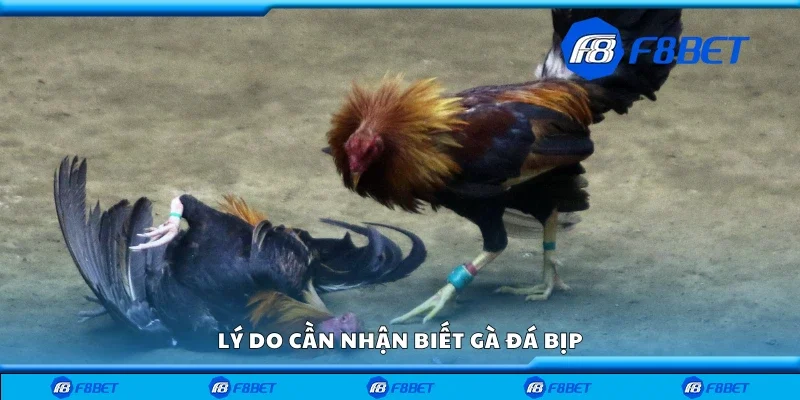 Lý do cần nhận biết gà đá bịp