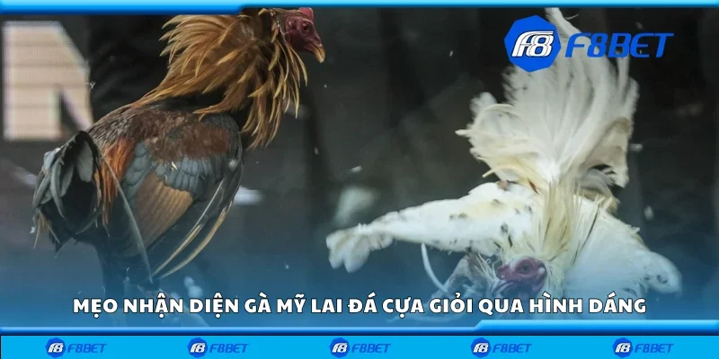 Mẹo nhận diện gà Mỹ lai đá cựa giỏi qua hình dáng