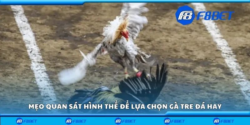 Mẹo quan sát hình thể để lựa chọn gà tre đá hay