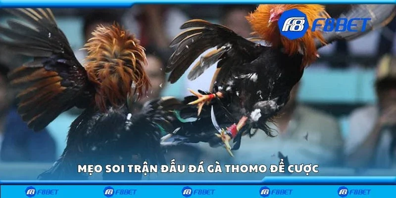 Mẹo soi trận đấu đá gà thomo để cược