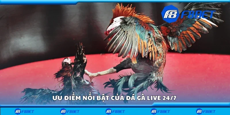 Một số ưu điểm nổi bật của đá gà live