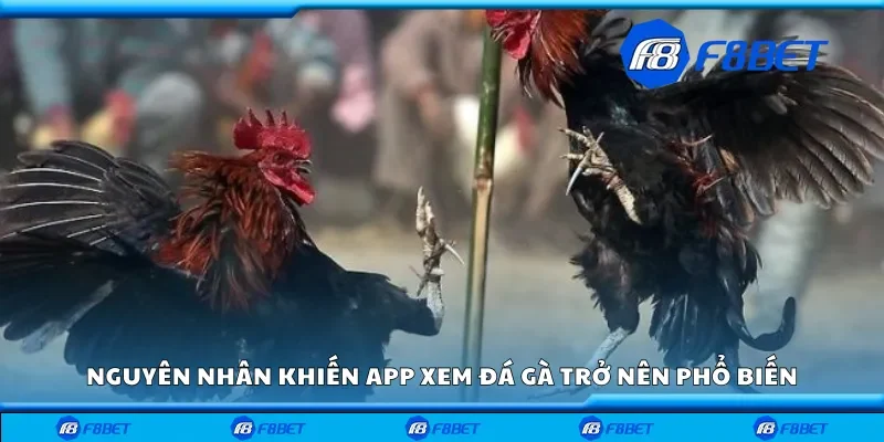 Nguyên nhân khiến app xem đá gà trở nên phổ biến