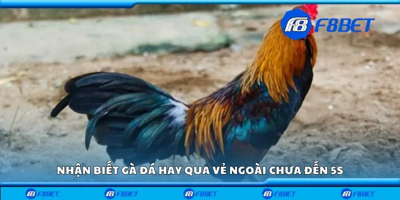 Nhận biết gà đá hay qua vẻ ngoài chưa đến 5s