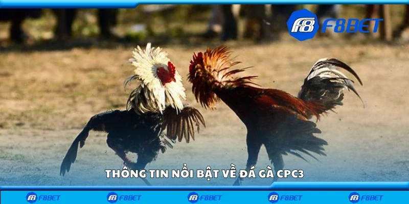 Thông tin nổi bật về đá gà CPC3