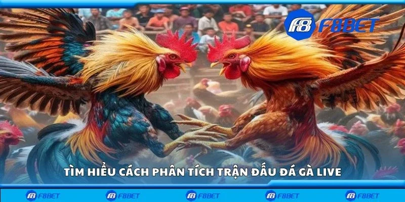 Tìm hiểu cách phân tích trận đấu đá gà live