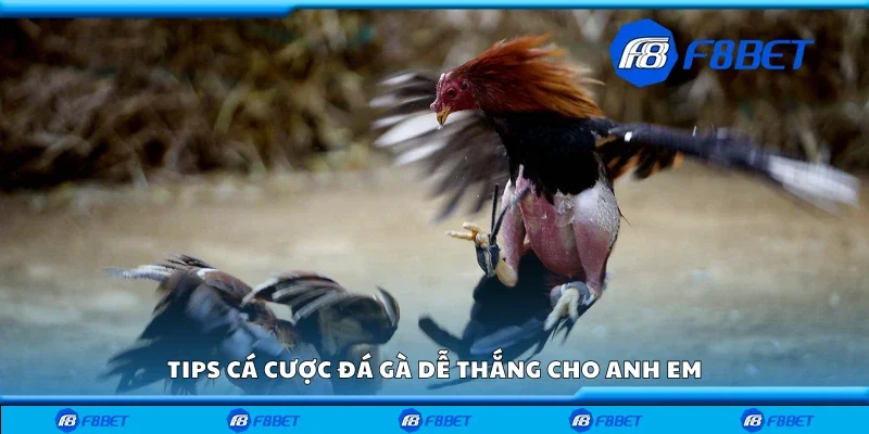 Tips cá cược đá gà SV388 hiệu quả