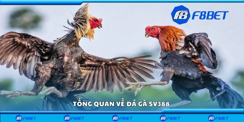 Tổng quan về đá gà SV388