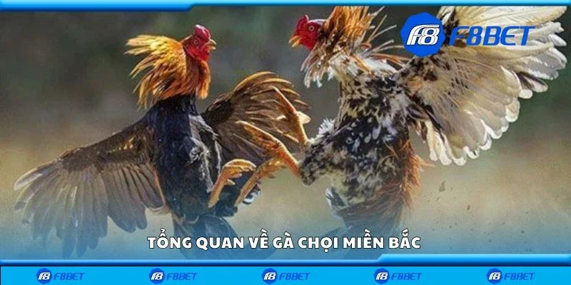 Tổng quan về gà chọi miền Bắc