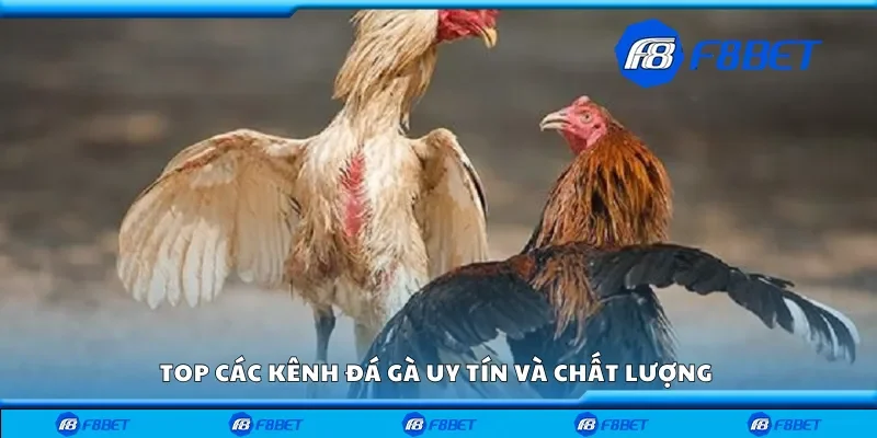 Top các kênh đá gà uy tín và chất lượng