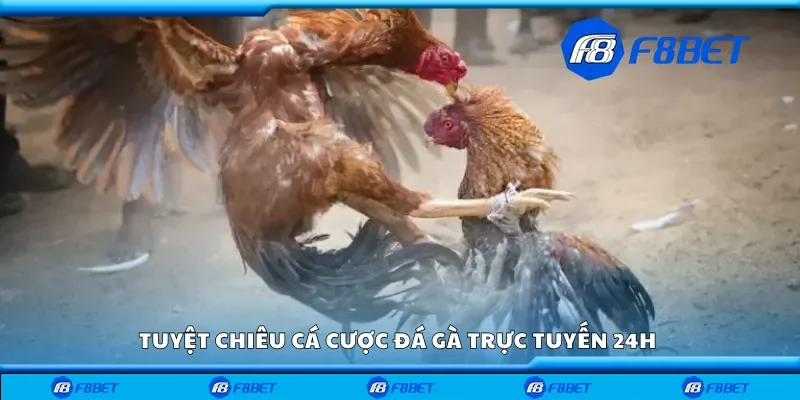 Tuyệt chiêu cá cược đá gà trực tuyến 24h 