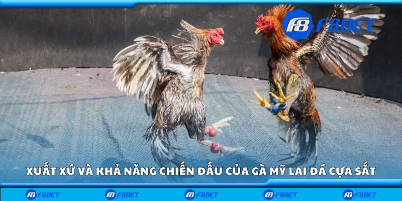 Xuất xứ và khả năng chiến đấu của gà Mỹ lai đá cựa sắt